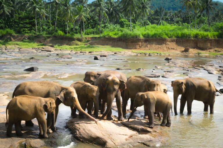 Big Asian elephants. Wild nature of Sri Lanka