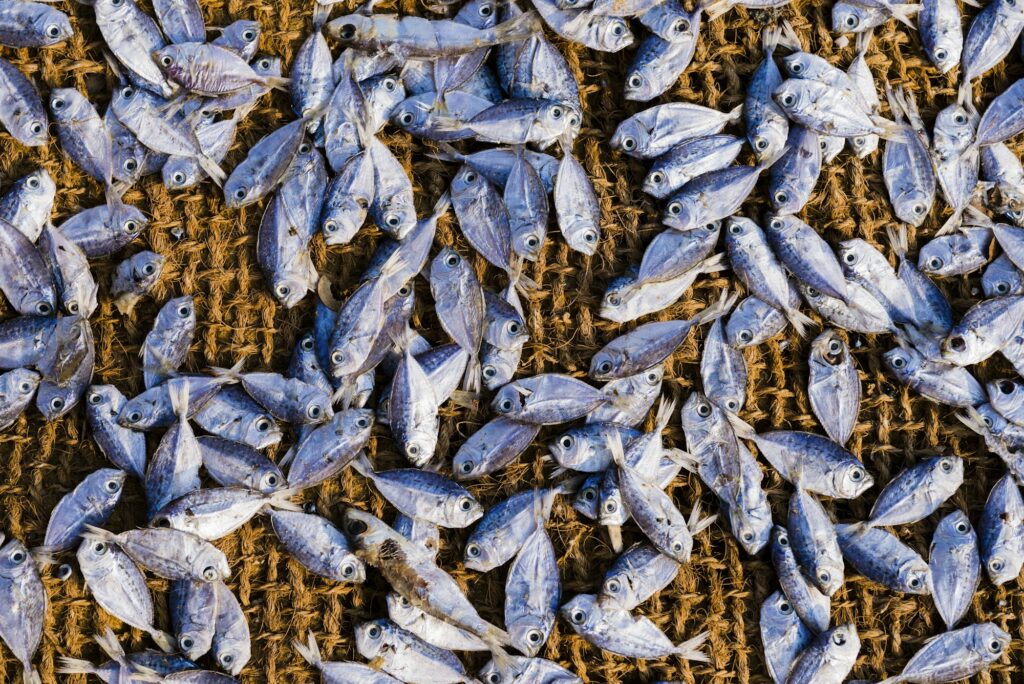 Fish drying in the sun at Negombo fish market (Lellama fish market), Negombo, West Coast of Sri Lank