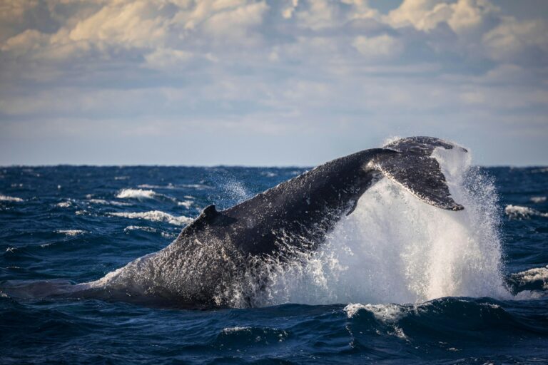 Humpback whale tail throw