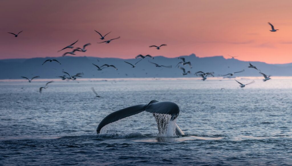 Humpback whales in the beautiful sunset landscape