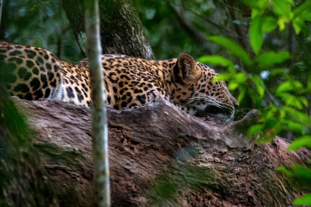 Leopard or Panthera pardus kotya rest on a tree