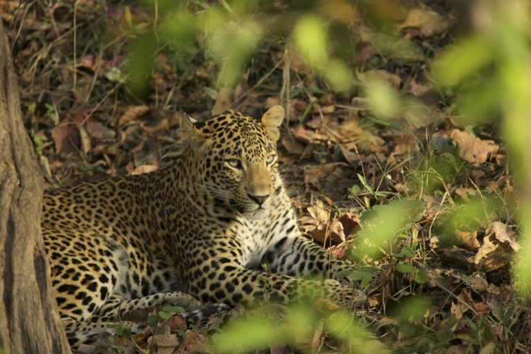 Leopard - Panthera pardus, Satpura National Park, Madhya Pradesh India