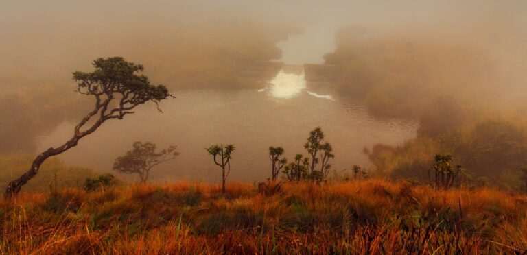 Natural landscape in a foggy day, Horton Plains Park, Sri Lanka