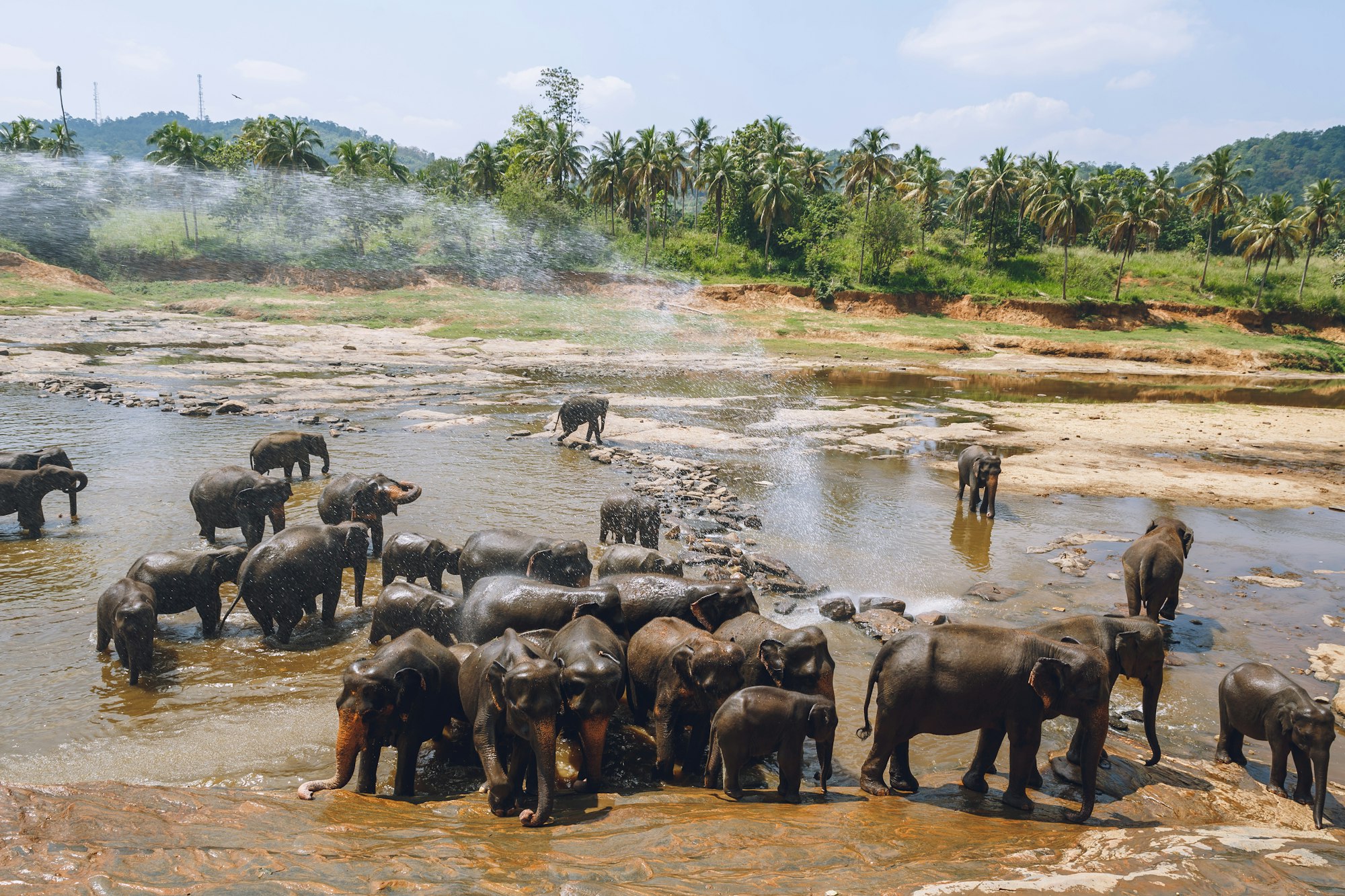 scenic view of wild elephants in natural habitat, pinnawala, sri lanka