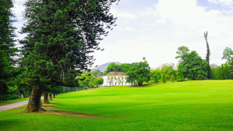 Tall Pine tree line and green grass field in Royal botanic gardens, Peradeniya.