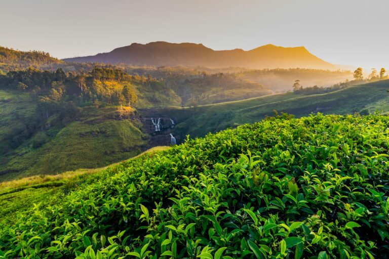 Tea plantation and St Claire waterfall at sunrise, Sri Lanka